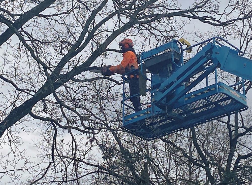 Bomen snoeien in het broedseizoen