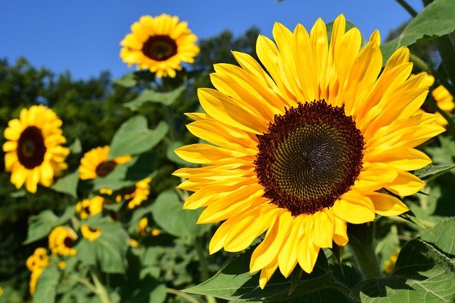 Zonnebloemen in gemeente Huizen