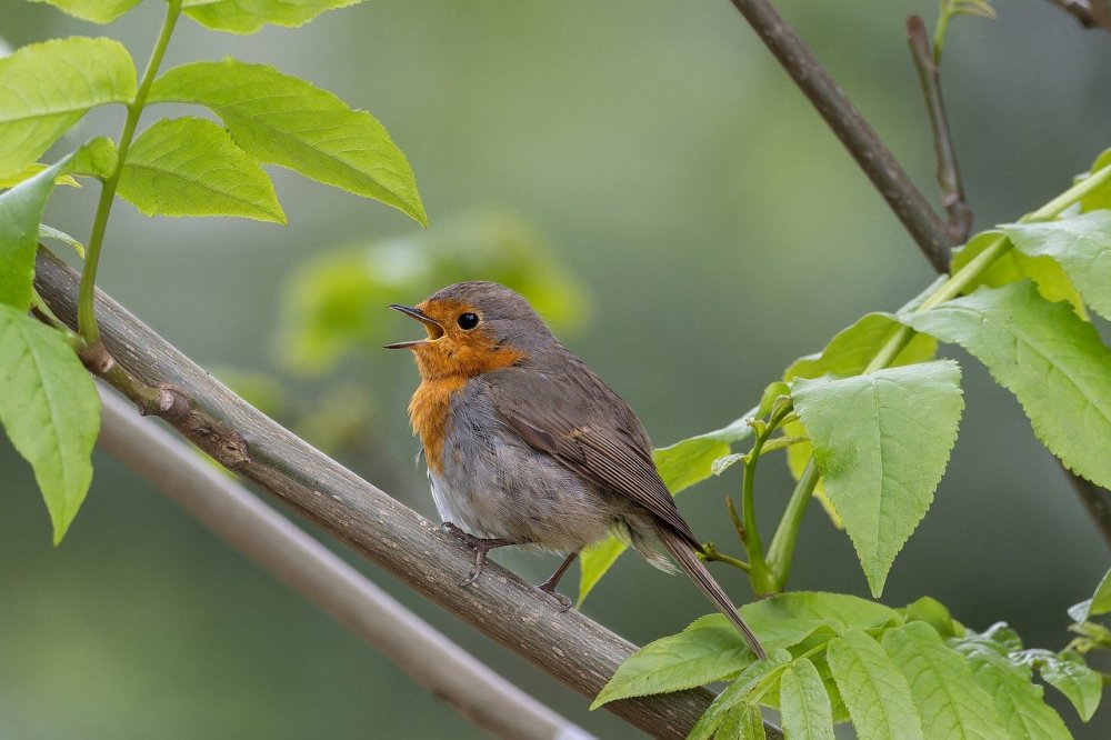 Vogels in de tuin en op het balkon