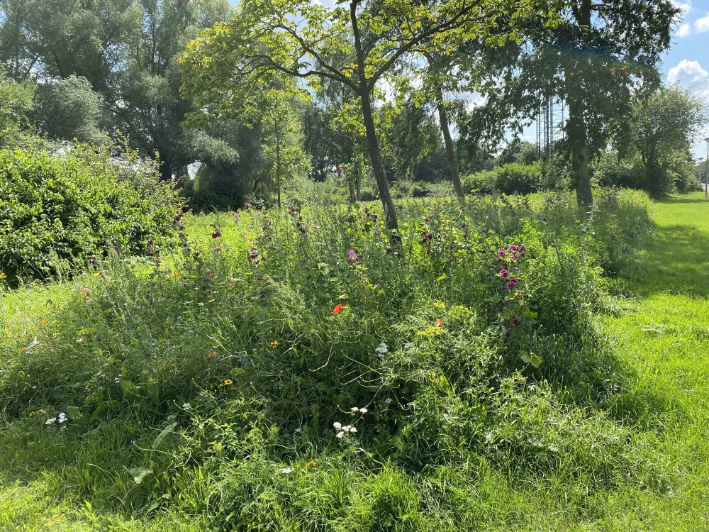 Bewust maaien en zaaien in Huizen