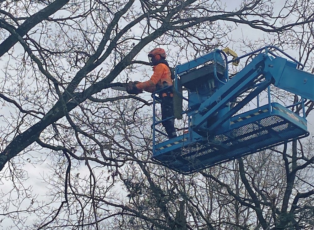 Snoeien bomen Haardstedelaan en Crailoseweg