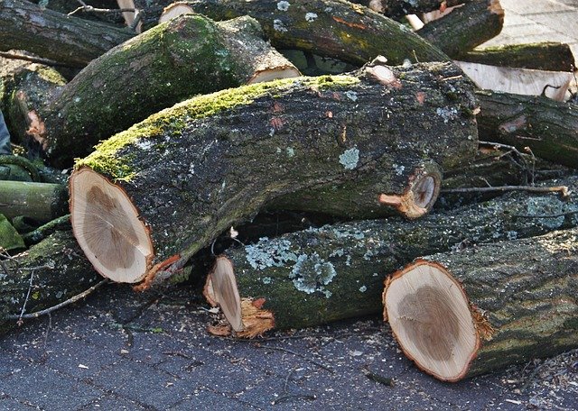 Kappen van zieke bomen