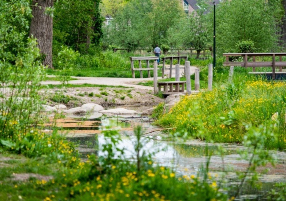 Rooiwerk jonge wilgen en elzen in Bad Vilbelpark